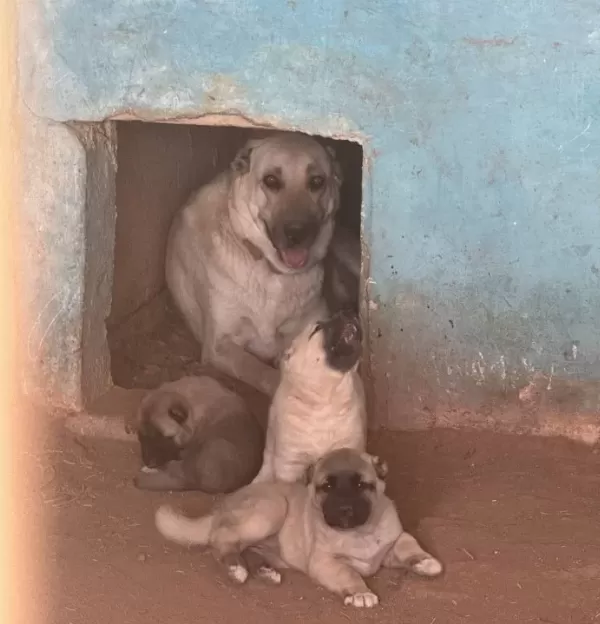 Kangal Köpek Cifliği Truva Kangal