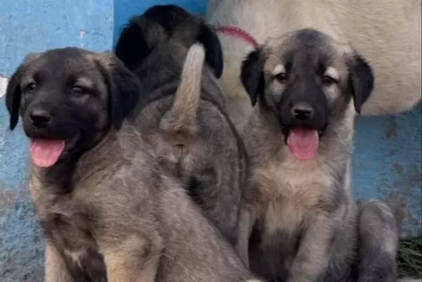 Kangal Köpek Cifliği Truva Kangal