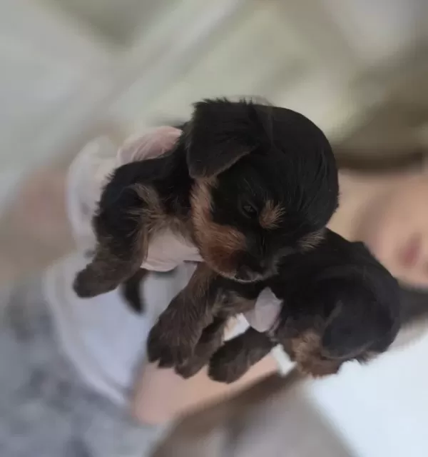Yorkshire Terrier Minik Ve Sevimli Yavrular Sağlıklı Sos