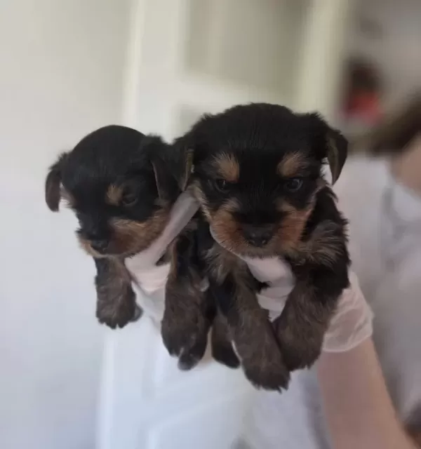 Yorkshire Terrier Minik Ve Sevimli Yavrular Sağlıklı Sos