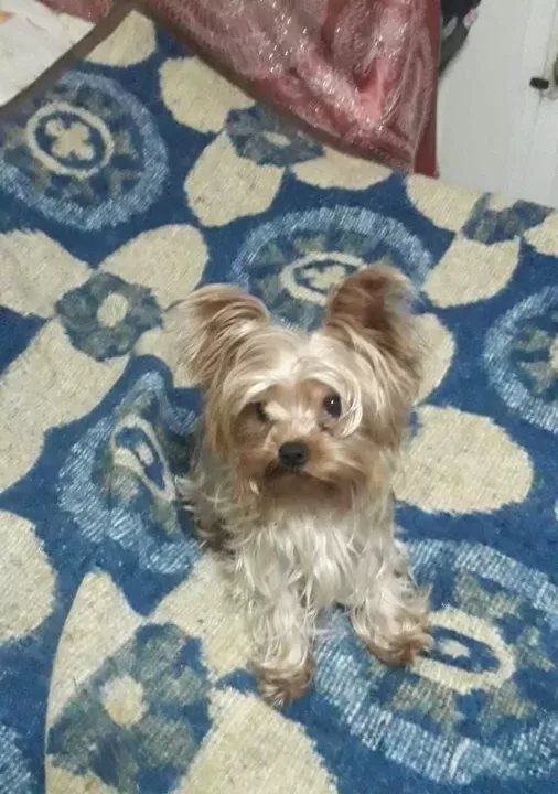 Yorkshire Terrier Minik Ve Sevimli Yavrular Sağlıklı Sos