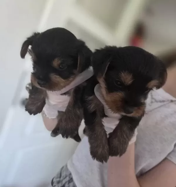 Yorkshire Terrier Minik Ve Sevimli Yavrular Sağlıklı Sos