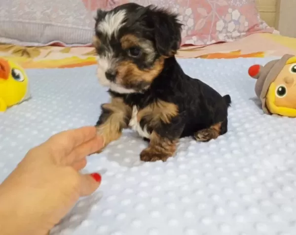 Biwer Yorkshire Terrier