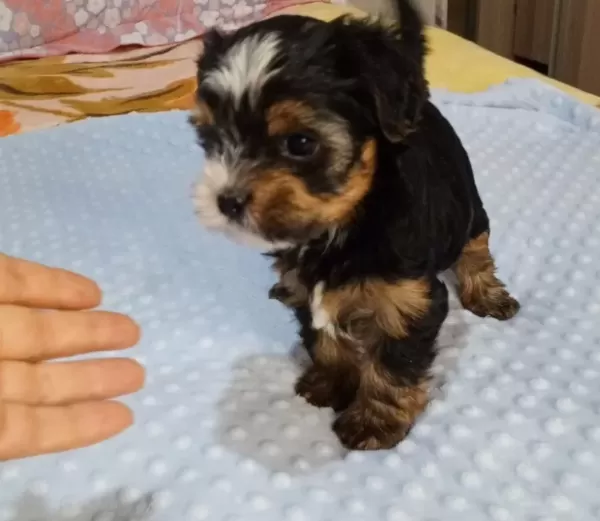 Biwer Yorkshire Terrier