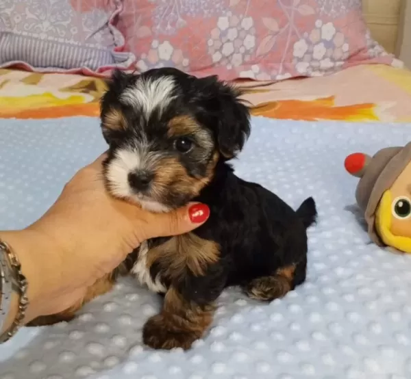 Biwer Yorkshire Terrier