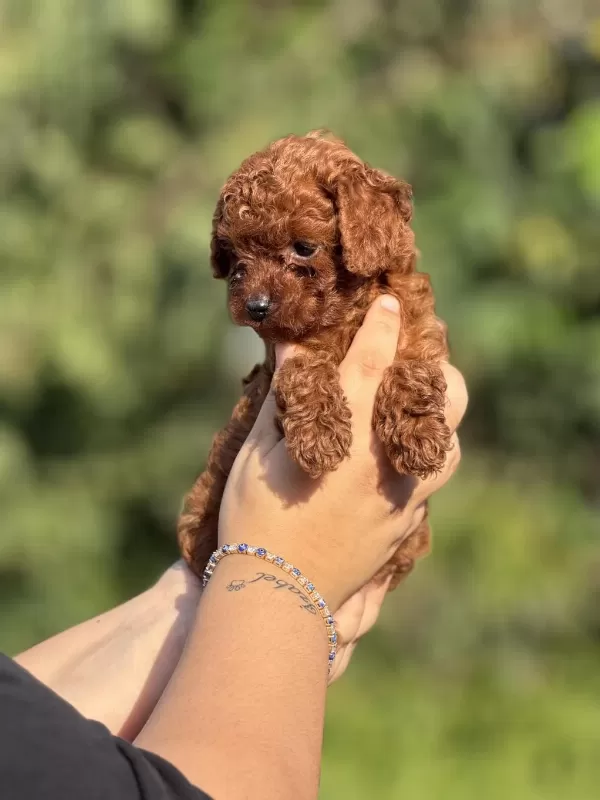 Çiş Eğitimli Toy Poodle Bebekler