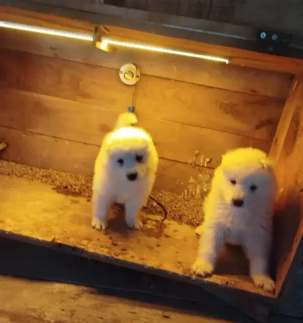 Karbeyazı Safkan Samoyed Yavrularım
