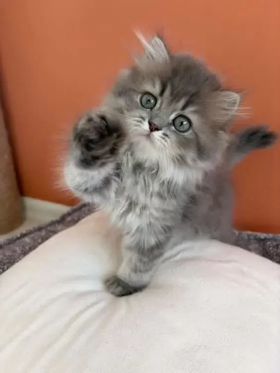 British Longhair Yavrumuz Şecereli Baba