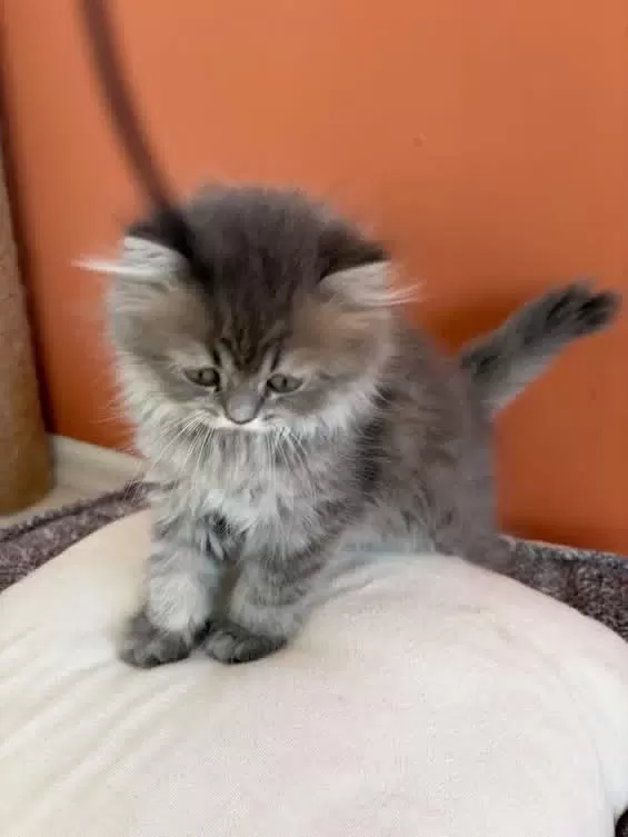 British Longhair Yavrumuz Şecereli Baba