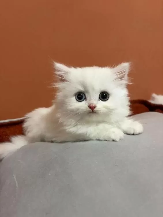 Şecereli Baba British Longhair Point Yavrumuz