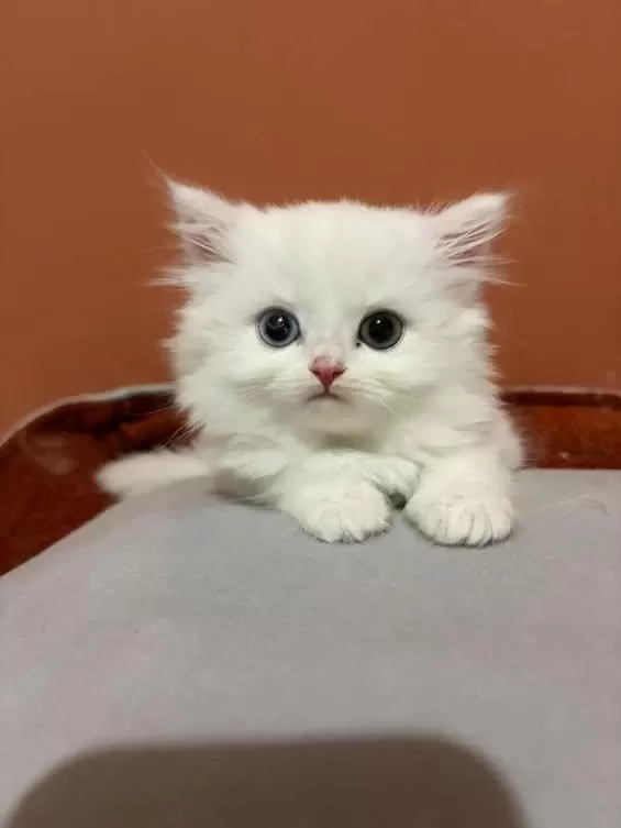 Şecereli Baba British Longhair Point Yavrumuz