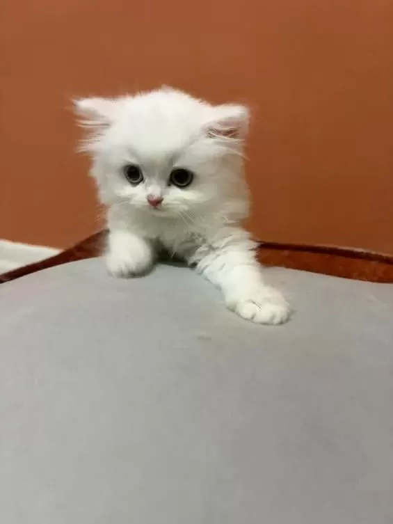 Şecereli Baba British Longhair Point Yavrumuz