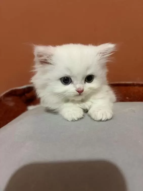 Şecereli Baba British Longhair Point Yavrumuz