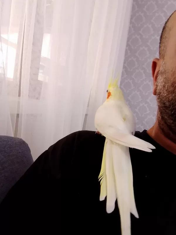 Sağlıklı Sultan Papağanımız
