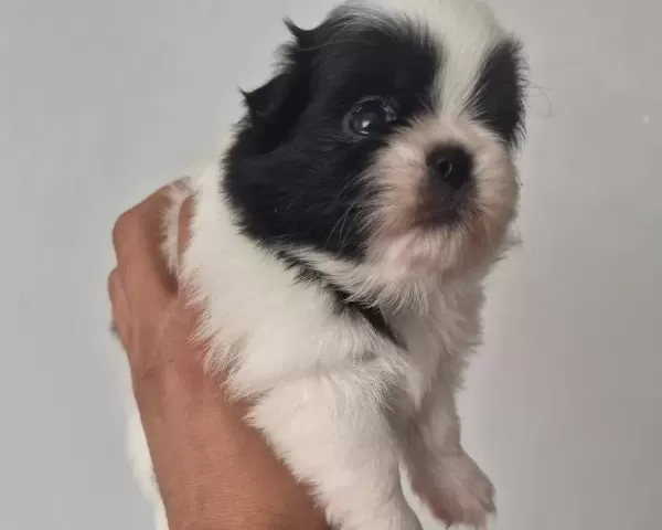 A Kalite Shih Tzu