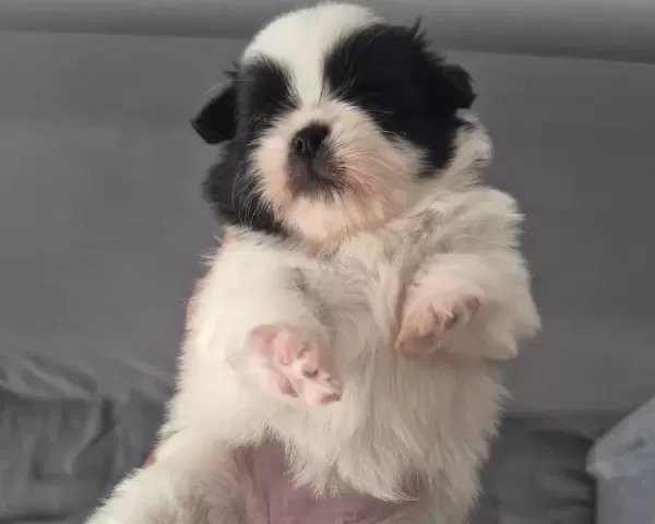 A Kalite Shih Tzu