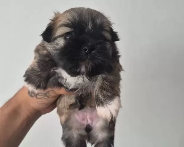 A Kalite Shih Tzu