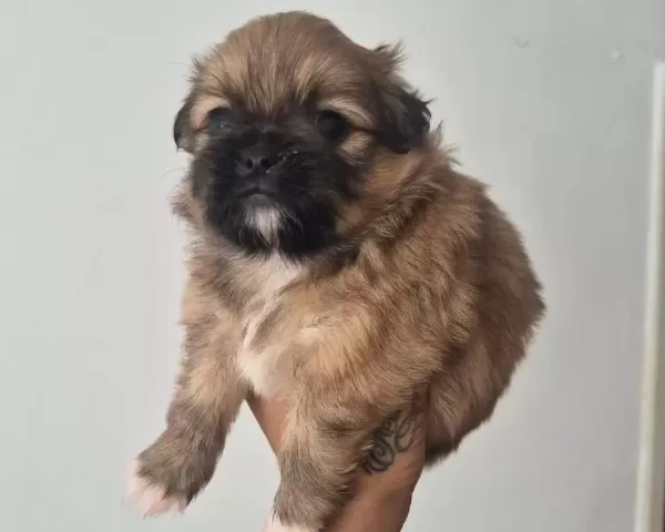 A Kalite Shih Tzu
