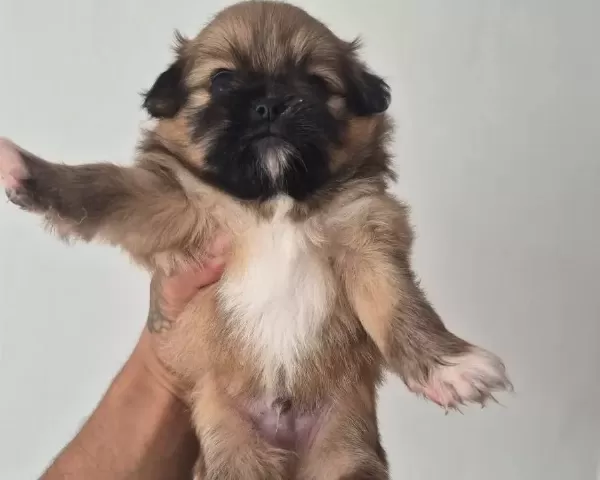 A Kalite Shih Tzu