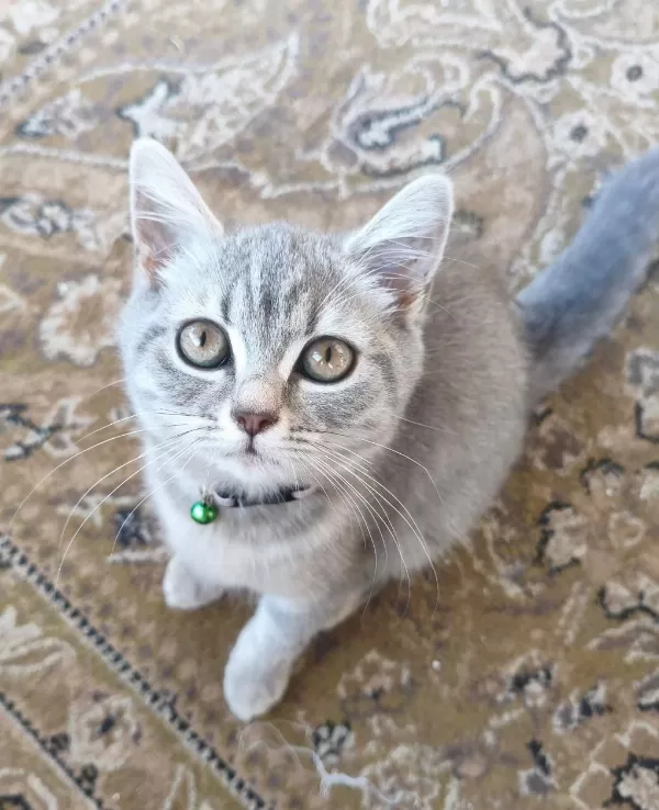 British Shorthair Kedisi