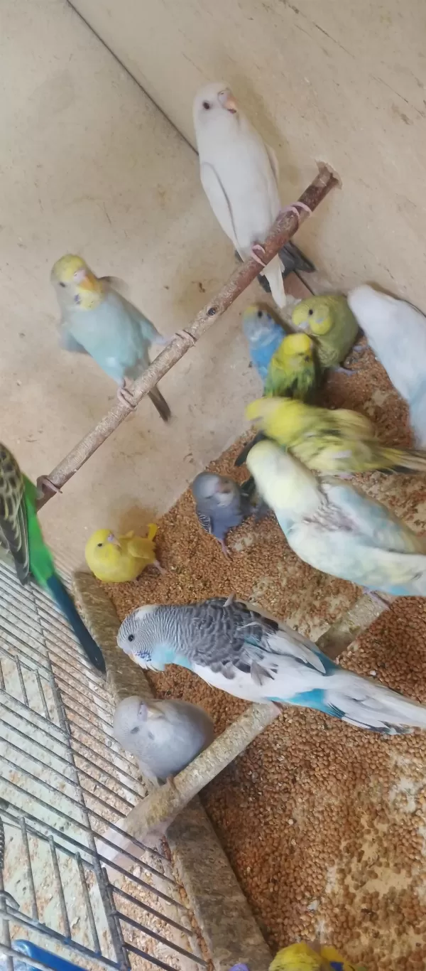 Yavru Alıştırmalik Konusturmalik Muhabbet Kuşlar