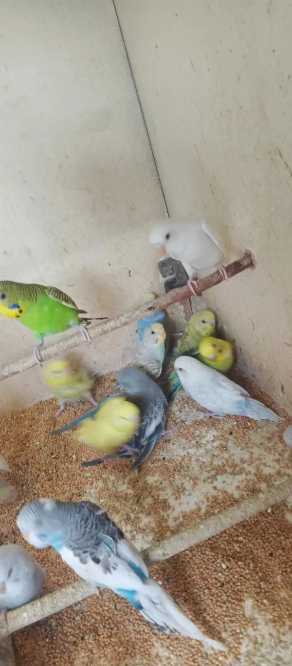 Yavru Alıştırmalik Konusturmalik Muhabbet Kuşlar