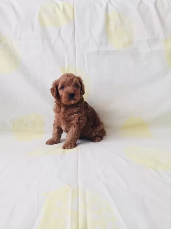 Toy Poodle Bebekler Orijinal