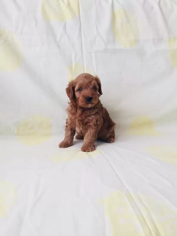 Toy Poodle Bebekler Orijinal