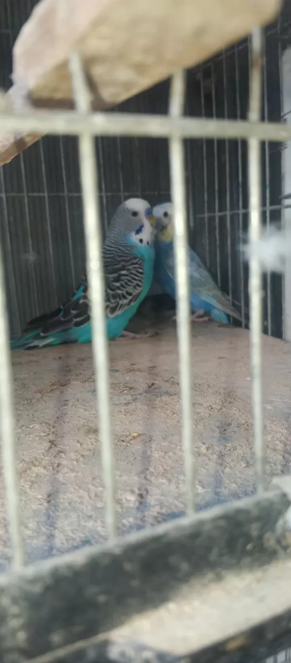 Takım Muhabbet Kuşları Hazır Eş