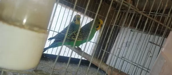 Takım Muhabbet Kuşları Hazır Eş