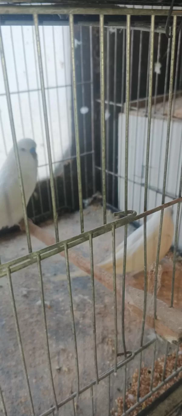 Takım Muhabbet Kuşları Hazır Eş