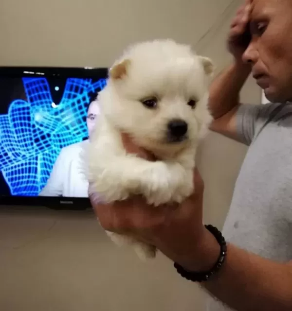 Satılık Spitz Yavrular