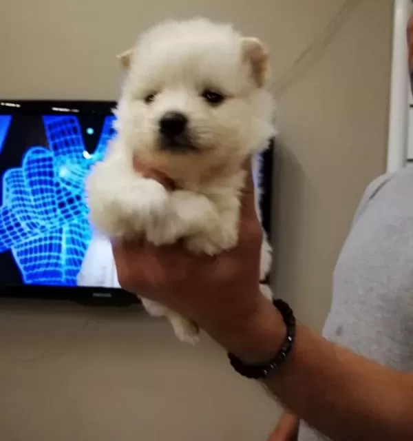 Satılık Spitz Yavrular