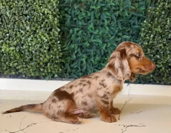 Mini Daksund Merle
