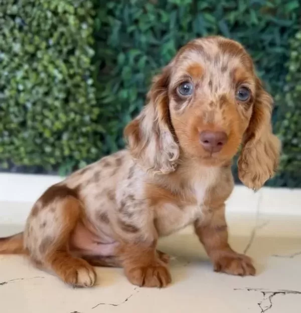 Mini Daksund Merle