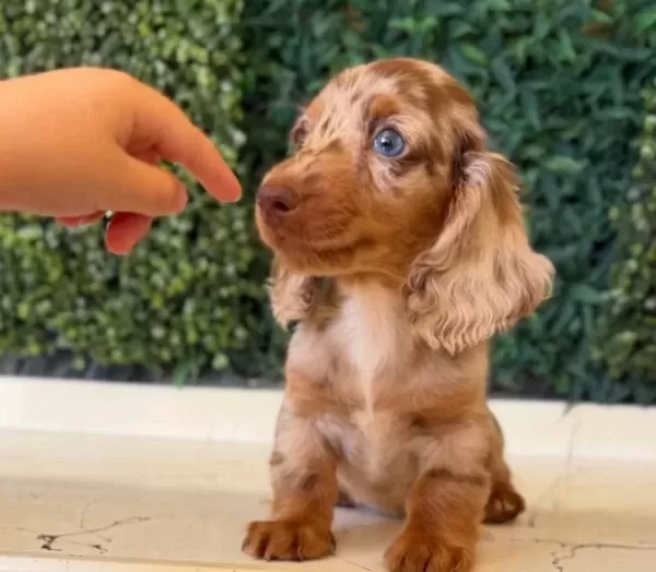 Mini Daksund Merle