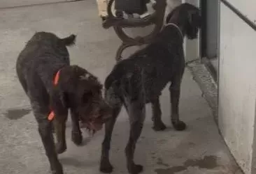 Drathaar Yavrular Dişi Erkek 2 5aylık