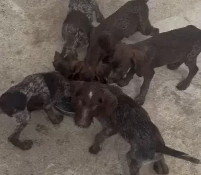 Drathaar Yavrular Dişi Erkek 2 5aylık