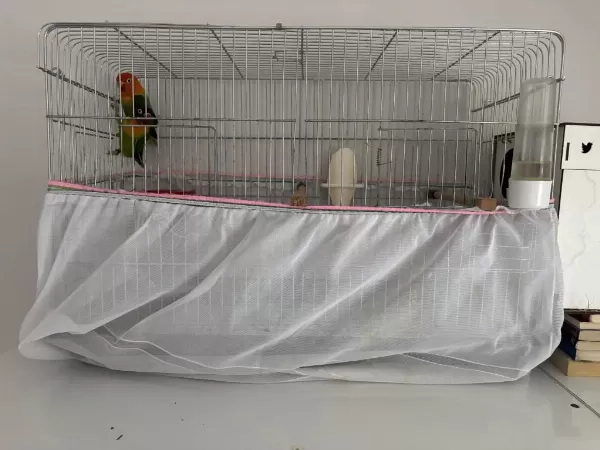 Çift Takim Cennet Papağani
