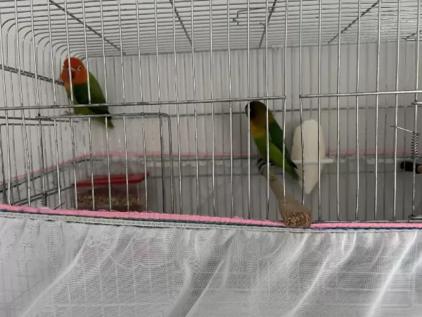 Çift Takim Cennet Papağani