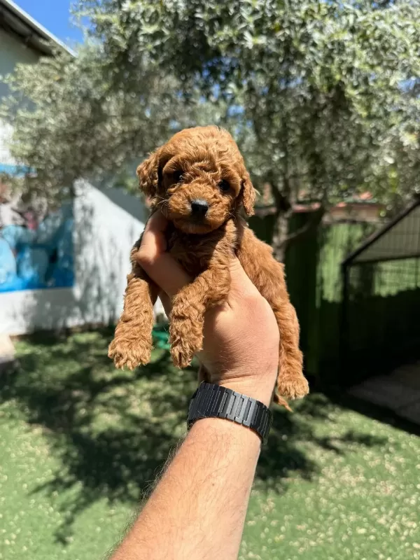 Seçkin Poodle Yavrular Ziyarete Açik Aşili