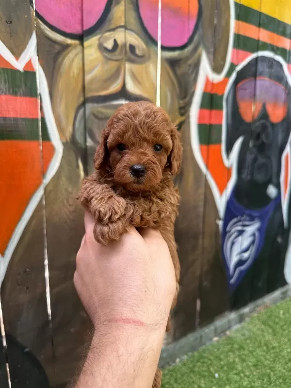 Seçkin Poodle Yavrular Ziyarete Açik Aşili