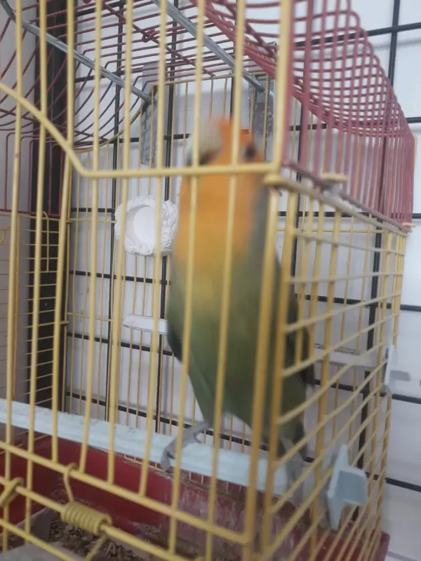 1.5 Yaş Sevda Papağanı Erkek