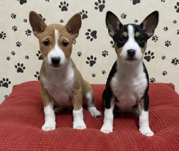 Resmi̇ İşletmeden Basenji̇ Yavrulari