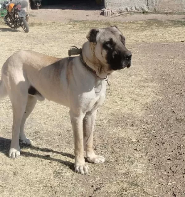 Malaklı Erkek Damızlık Köpek