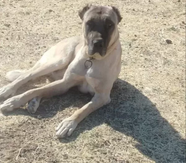 Malaklı Erkek Damızlık Köpek
