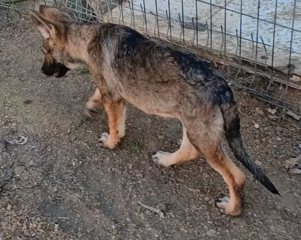 Dişi Yavru Wolfdog