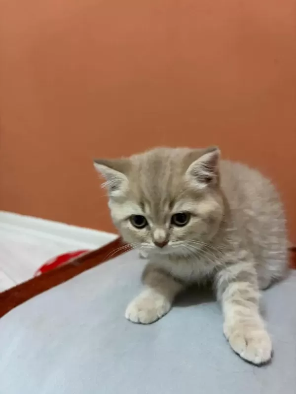 British Shorthair Yavrumuz Şecereli Baba