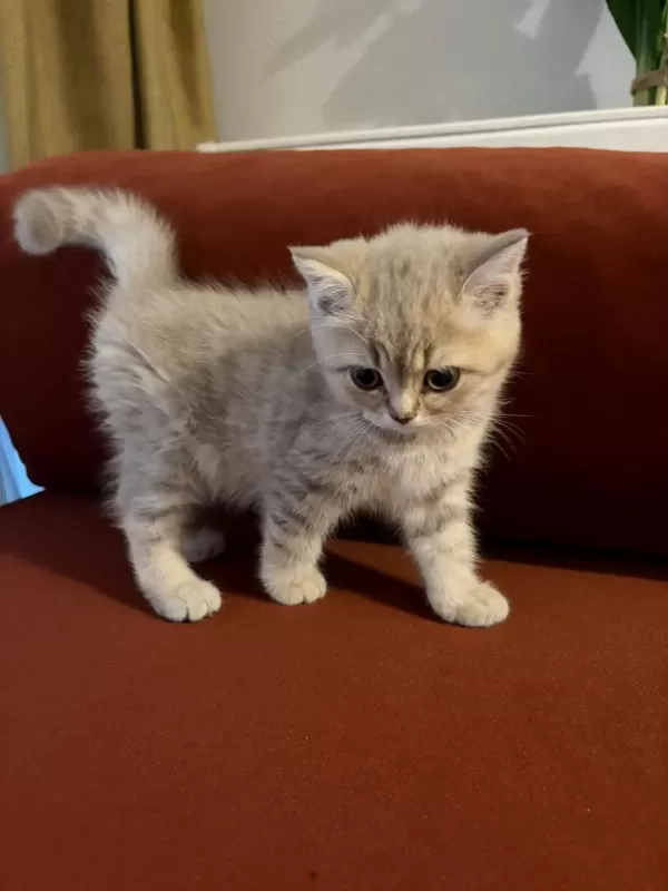 British Shorthair Yavrumuz Şecereli Baba
