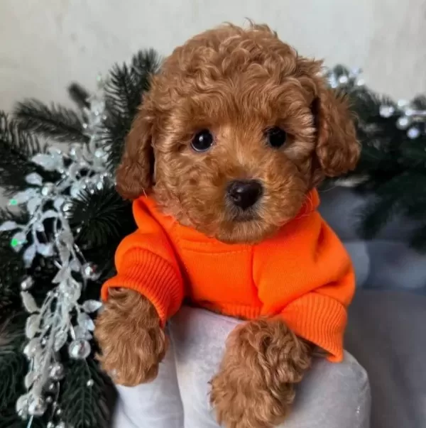 Aşıları Tam Full Safkan Toy Poodle